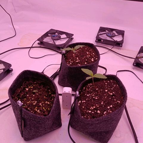 Shogun #1 growlog timeline photo