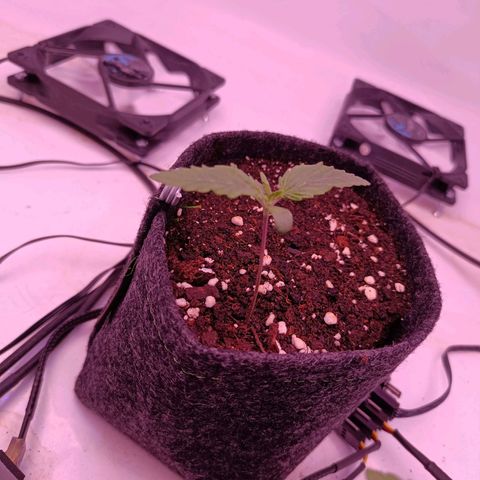 Shogun #1 growlog timeline photo
