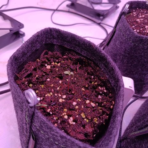 Shogun #2 growlog timeline photo