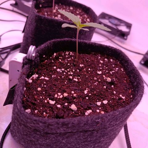 Shogun #3 growlog timeline photo