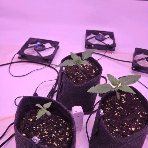 Shogun #1 growlog timeline photo