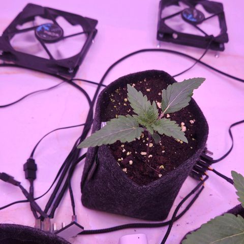Shogun #1 growlog timeline photo