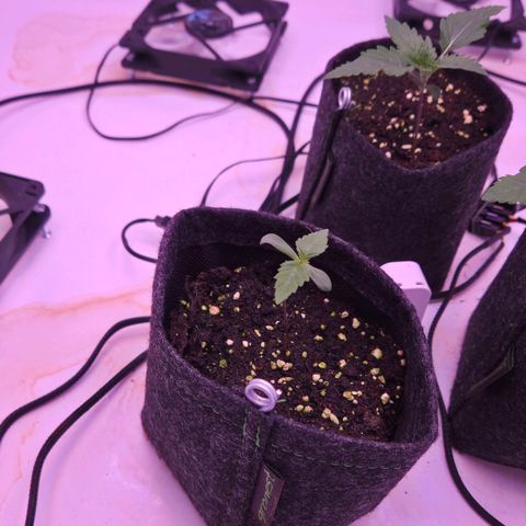 Shogun #2 growlog timeline photo