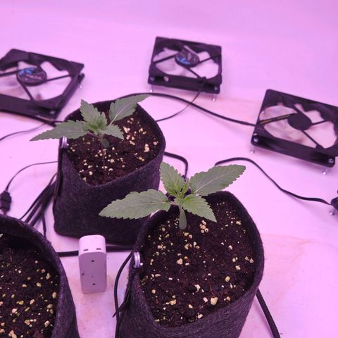 Shogun #3 growlog timeline photo