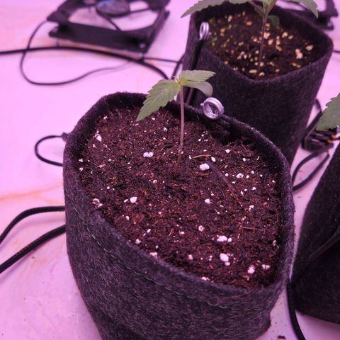 Shogun #2 growlog timeline photo