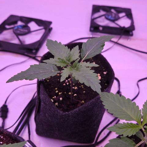 Shogun #1 growlog timeline photo