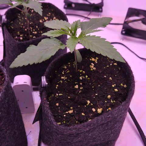Shogun #3 growlog timeline photo