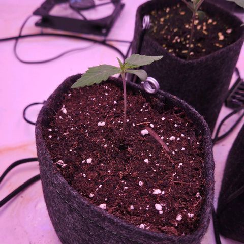 Shogun #2 growlog timeline photo