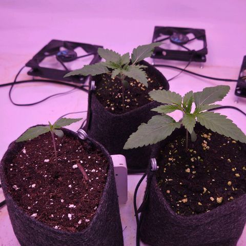 Shogun #1 growlog timeline photo