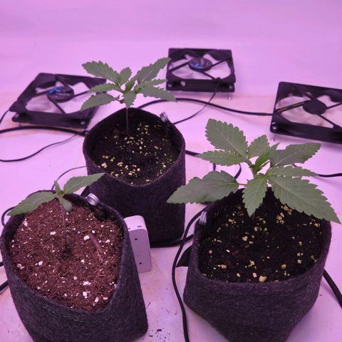 Shogun #1 growlog timeline photo