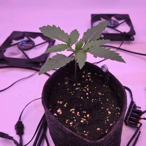 Shogun #1 growlog timeline photo