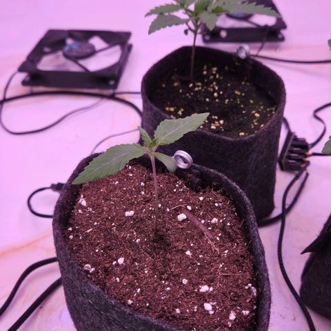 Shogun #2 growlog timeline photo