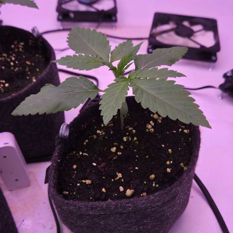Shogun #3 growlog timeline photo
