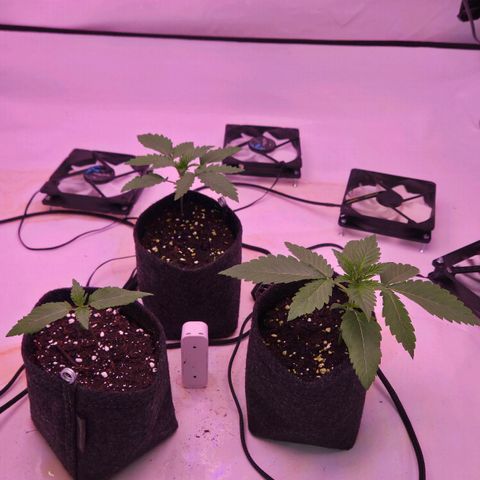Shogun #1 growlog timeline photo