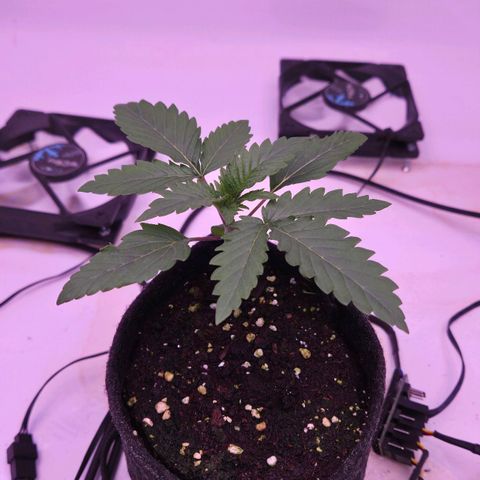 Shogun #1 growlog timeline photo