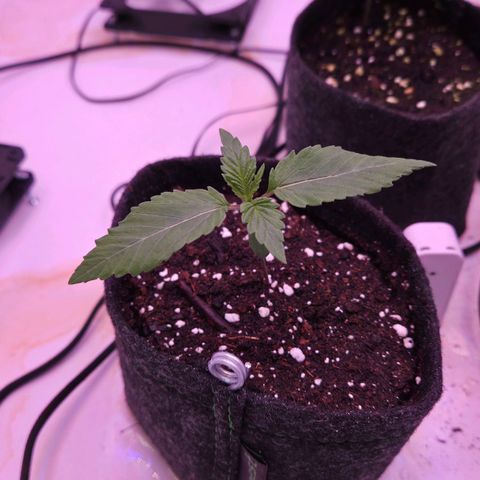 Shogun #2 growlog timeline photo