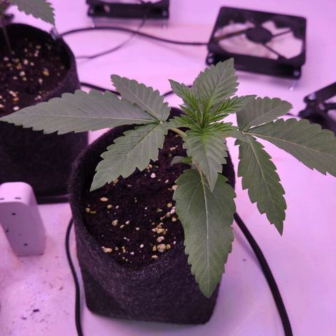 Shogun #3 growlog timeline photo