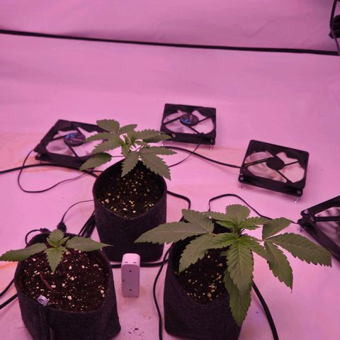 Shogun #1 growlog timeline photo