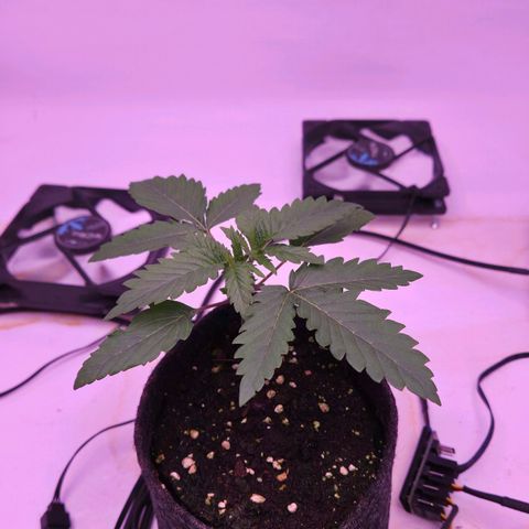 Shogun #1 growlog timeline photo