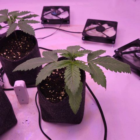 Shogun #3 growlog timeline photo