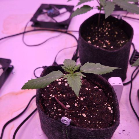 Shogun #2 growlog timeline photo