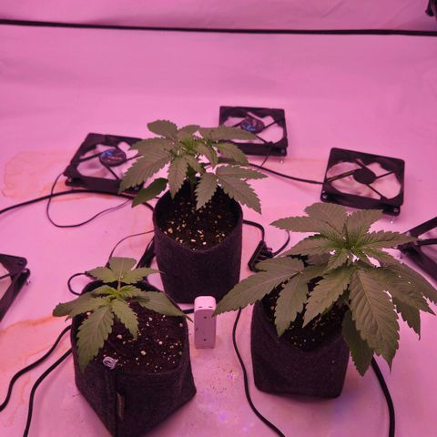 Shogun #1 growlog timeline photo
