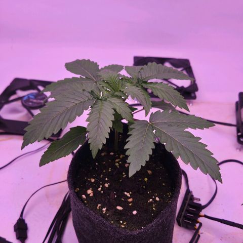 Shogun #1 growlog timeline photo