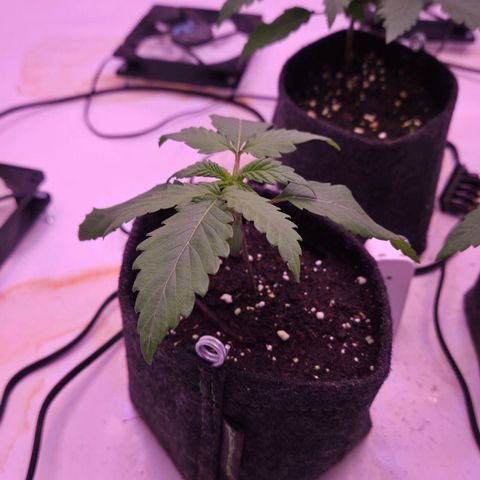 Shogun #2 growlog timeline photo