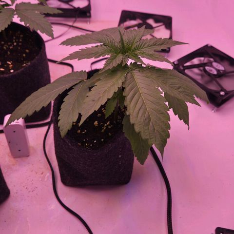 Shogun #3 growlog timeline photo