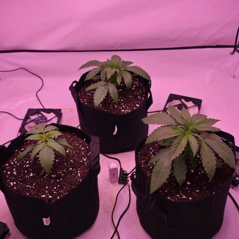 Shogun #1 growlog timeline photo