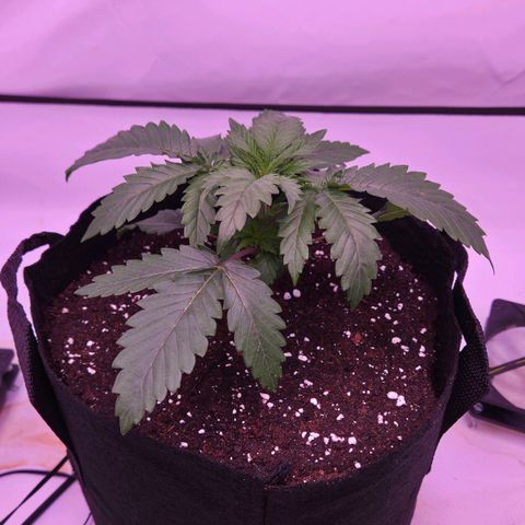 Shogun #1 growlog timeline photo