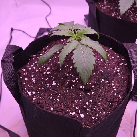 Shogun #2 growlog timeline photo