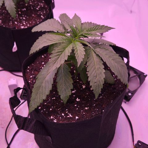 Shogun #3 growlog timeline photo