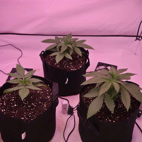 Shogun #1 growlog timeline photo