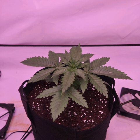 Shogun #1 growlog timeline photo