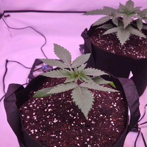 Shogun #2 growlog timeline photo