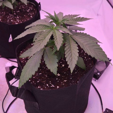 Shogun #3 growlog timeline photo