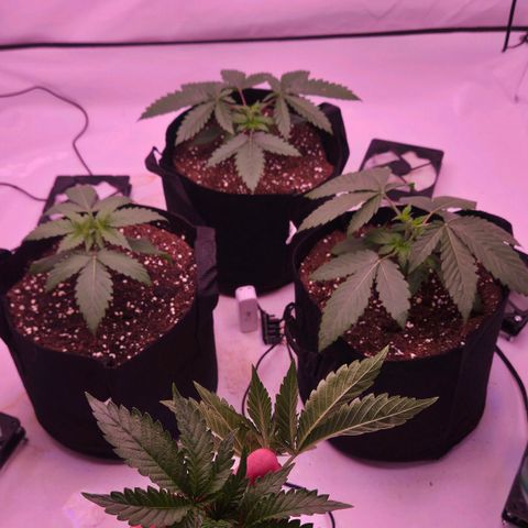 Shogun #1 growlog timeline photo