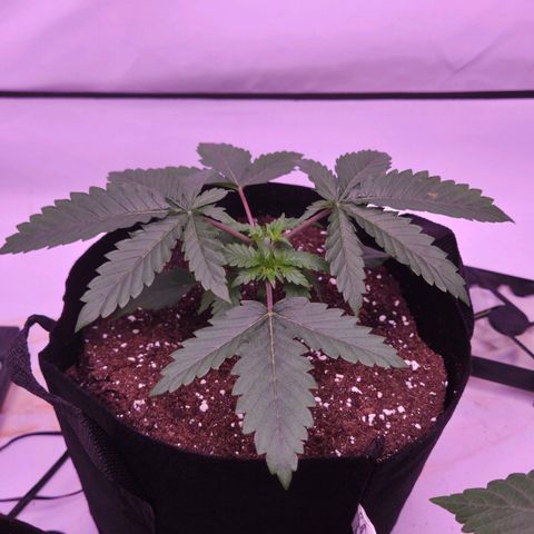 Shogun #1 growlog timeline photo
