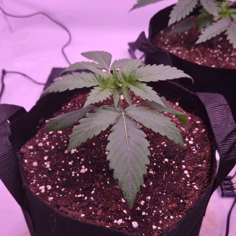 Shogun #2 growlog timeline photo