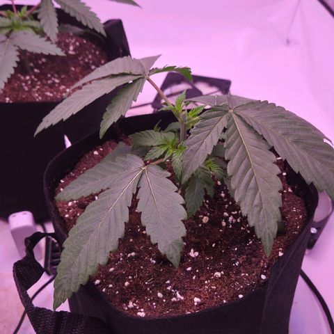 Shogun #3 growlog timeline photo