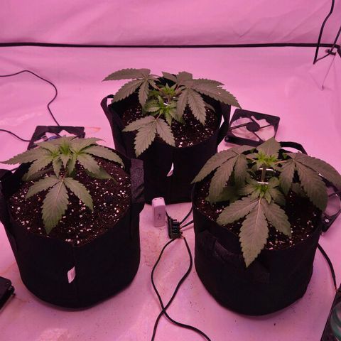 Shogun #1 growlog timeline photo