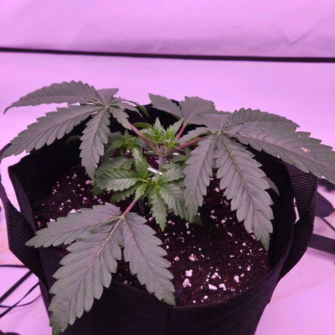 Shogun #1 growlog timeline photo