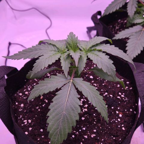 Shogun #2 growlog timeline photo