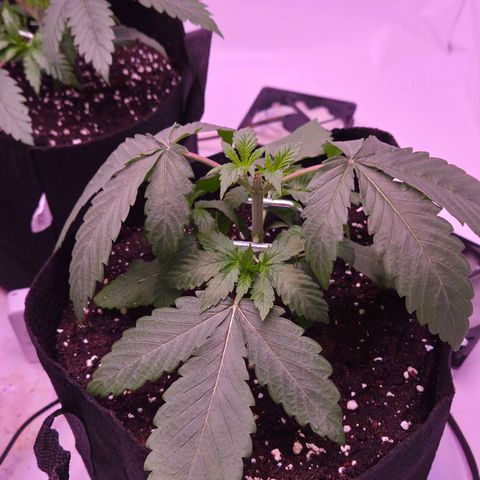 Shogun #3 growlog timeline photo