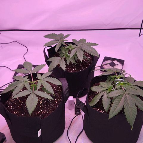 Shogun #1 growlog timeline photo