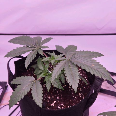 Shogun #1 growlog timeline photo