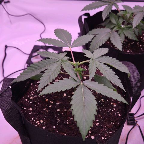 Shogun #2 growlog timeline photo