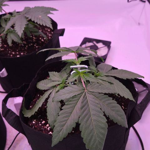 Shogun #3 growlog timeline photo