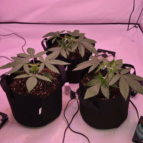Shogun #1 growlog timeline photo